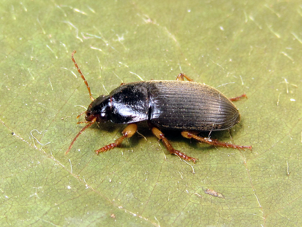 carabo da identificare - Parophonus hirsutulus